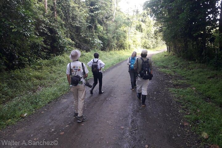 Corcovado Los Planes Birding Tour — Guided Birdwatching from Drake Bay photo 4