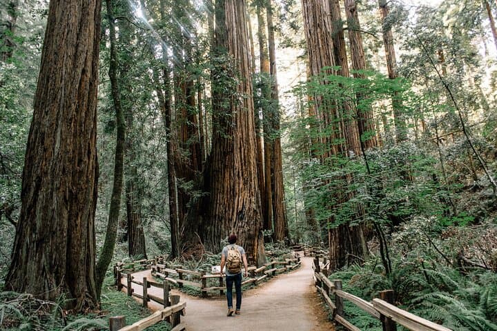 San Francisco, Muir Woods & Sausalito in One Day — Optional Alcatraz Tour photo 3