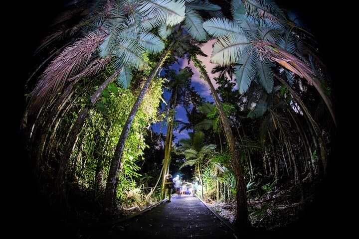 Night Macro Photography Walk — Cairns Botanic Gardens After Dark
