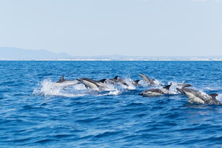 Benagil Caves & Dolphin RIB Tour — High-Speed Boat Adventure from Albufeira photo 3