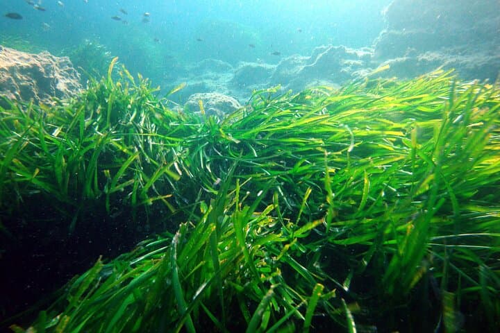 Introductory Scuba Dive in Menorca: Small-Group Cove Dives for First-Timers photo 5