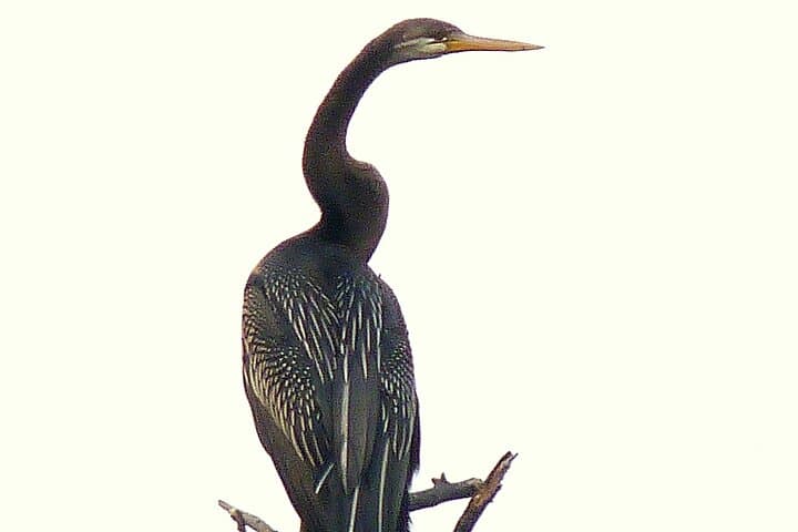 Sultanpur Birding from Delhi — Morning at Sultanpur Bird Sanctuary photo 2