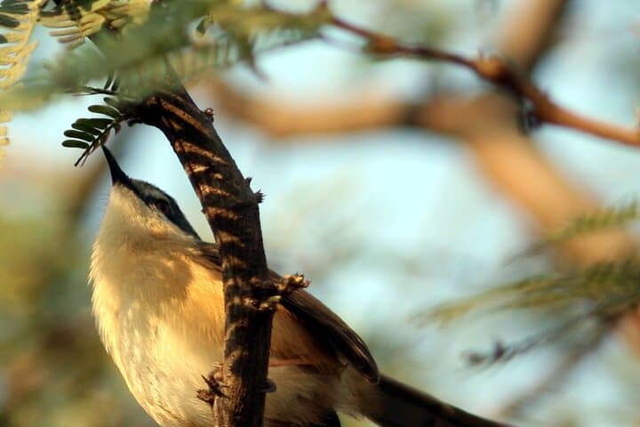 Sultanpur Birding from Delhi — Morning at Sultanpur Bird Sanctuary photo 4