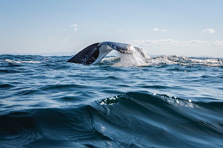 Close-Up Whale Watching on the Gold Coast: Small-Group Safari from Coolangatta photo 3