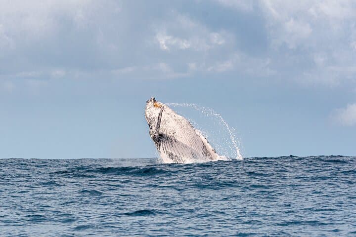 Close-Up Whale Watching on the Gold Coast: Small-Group Safari from Coolangatta