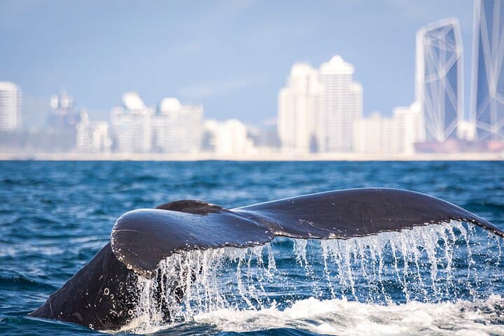 Close-Up Whale Watching on the Gold Coast: Small-Group Safari from Coolangatta photo 6