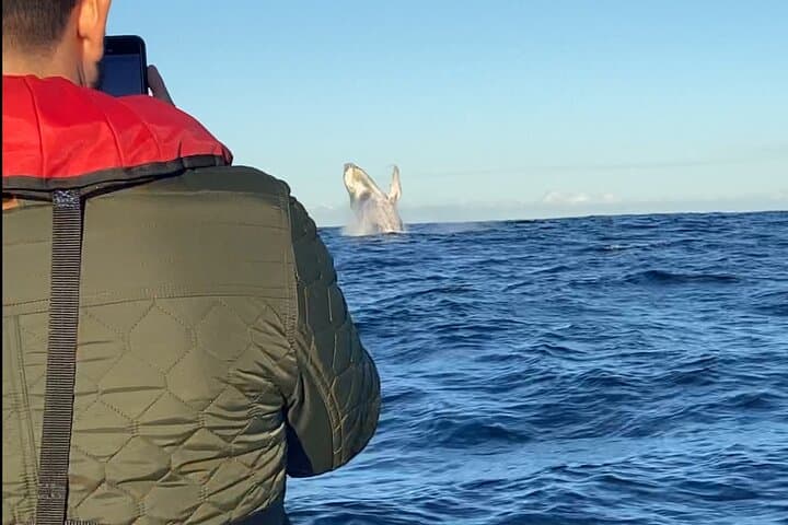 Close-Up Whale Watching on the Gold Coast: Small-Group Safari from Coolangatta photo 4