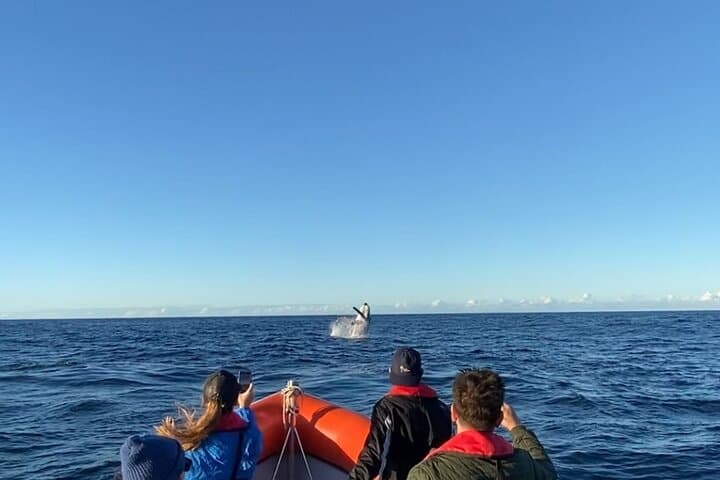 Close-Up Whale Watching on the Gold Coast: Small-Group Safari from Coolangatta photo 5