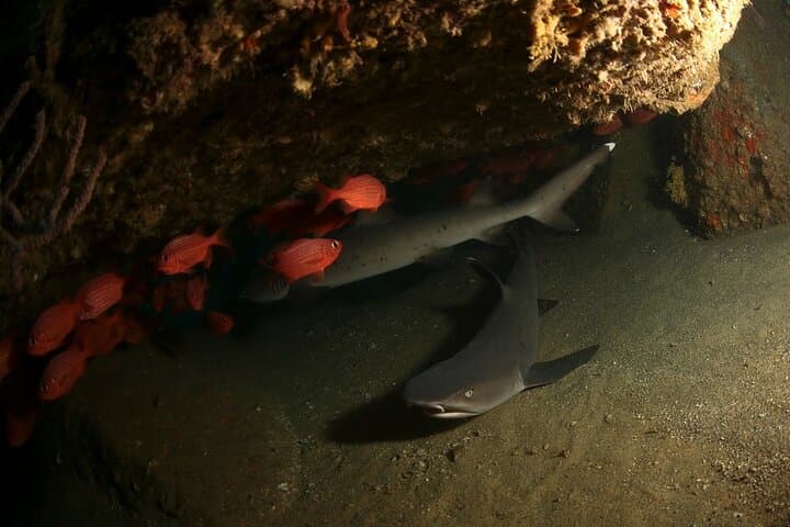 Cabo San Lucas 2-Tank Dive: Explore Pelican Rock, Sand Falls & Sea Lions photo 5
