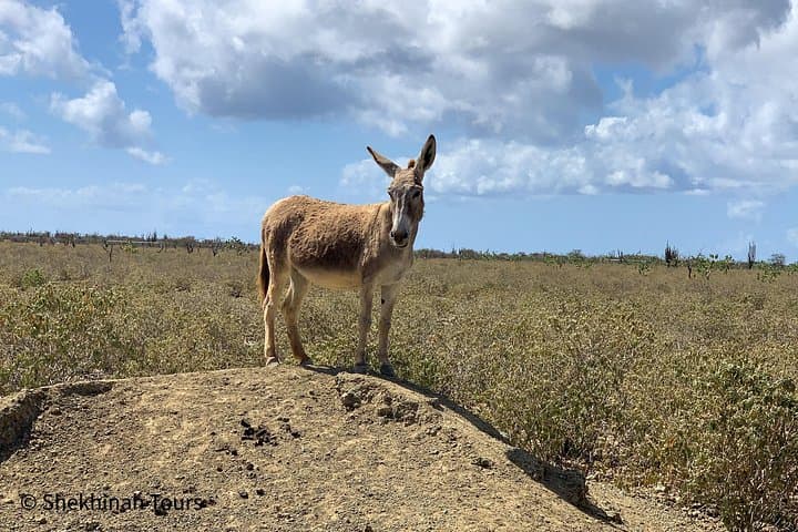 Bonaire Donkey Sanctuary Tour: Meet Rescued Donkeys & Spot Flamingos
