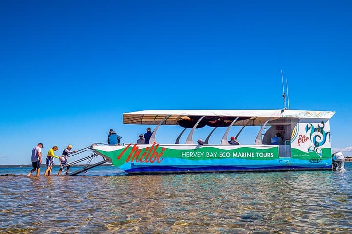 Turtle Discovery: Great Sandy Marine Park Glass-Bottom Cruise from Hervey Bay photo 6