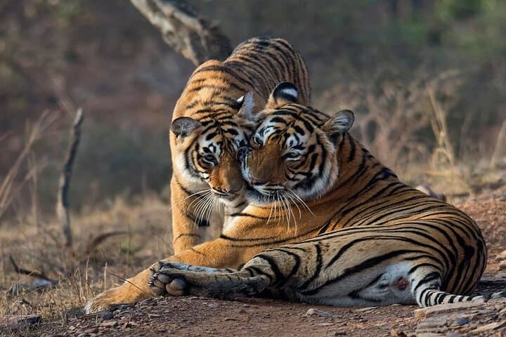 Ranthambore Tiger Safari Day Trip from Jaipur: Spotting Royal Bengal Tigers in Rajasthan