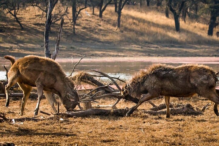 Ranthambore Tiger Safari Day Trip from Jaipur: Spotting Royal Bengal Tigers in Rajasthan photo 4