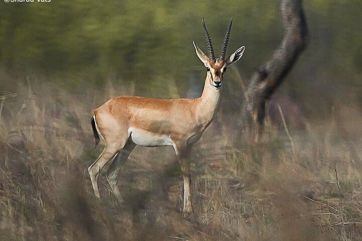 Ranthambore Tiger Safari Day Trip from Jaipur: Spotting Royal Bengal Tigers in Rajasthan photo 5