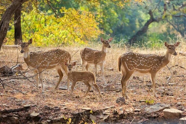 Ranthambore Tiger Safari Day Trip from Jaipur: Spotting Royal Bengal Tigers in Rajasthan photo 6