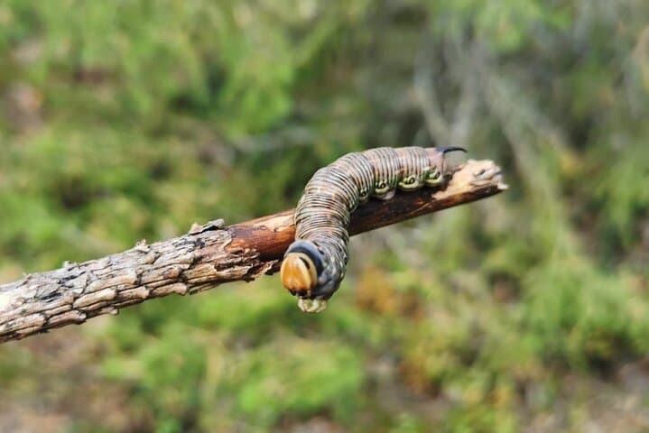 4-Day Intermediate Survival Course in Södermanland — Forest Survival & Bushcraft Skills photo 3