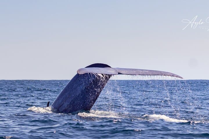 Azores Whale Watching from Ponta Delgada — Biologist-Guided Boat Tours