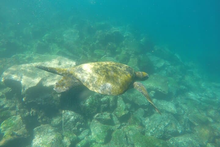 Snorkel Los Tuneles and Cabo Rosa — Isabela Island Marine Safari photo 3