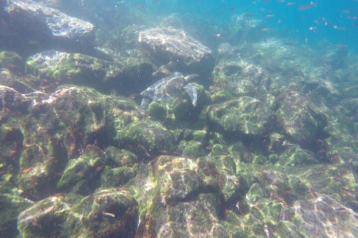 Snorkel Los Tuneles and Cabo Rosa — Isabela Island Marine Safari photo 4