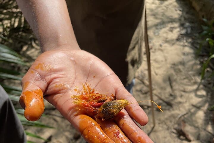 Masingini Forest Day Hike from Stone Town: Red Colobus, Sacred Pools, and Canopy Trails photo 2