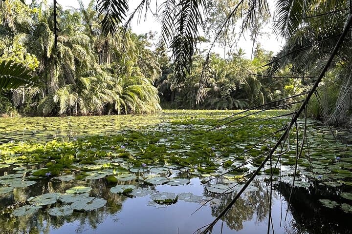 Masingini Forest Day Hike from Stone Town: Red Colobus, Sacred Pools, and Canopy Trails