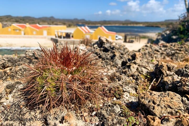 Guided Washington Slagbaai National Park Tour — Bonaire's Wild Northwest photo 2