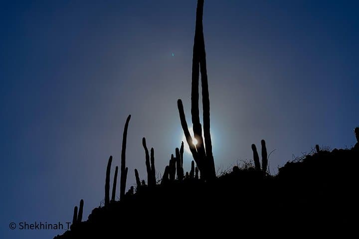 Guided Washington Slagbaai National Park Tour — Bonaire's Wild Northwest photo 3