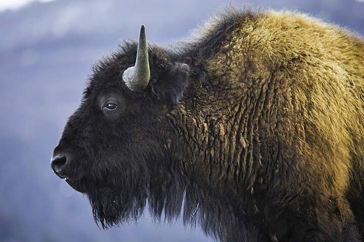 Exploring Yellowstone’s Lamar River Valley: A Day Hike into Untamed Wilderness photo 4