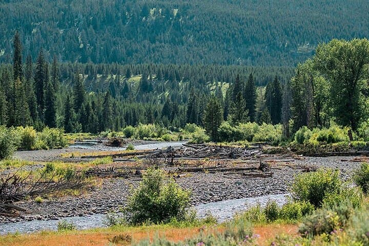 Exploring Yellowstone’s Lamar River Valley: A Day Hike into Untamed Wilderness