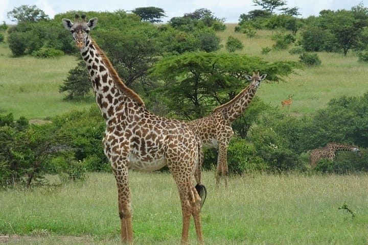 Giraffe Centre Nairobi: Close Encounters with Rothschild Giraffes Near Nairobi photo 2