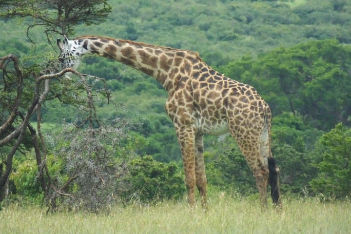 Giraffe Centre Nairobi: Close Encounters with Rothschild Giraffes Near Nairobi photo 3