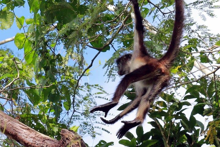 Punta Laguna Zipline and Canoe Adventure from Tulum