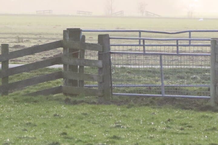 Private Electric Flowerfields Tour from Leiden: Tulips, Polders & Herring Tasting photo 6
