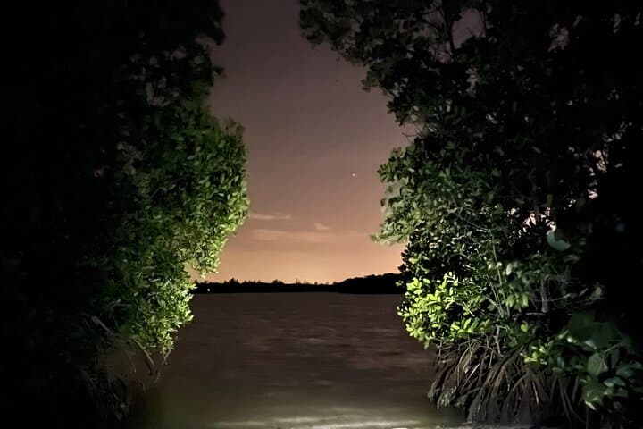Glow Clear Kayak Tour Through Mangrove Tunnels in Sanibel photo 6