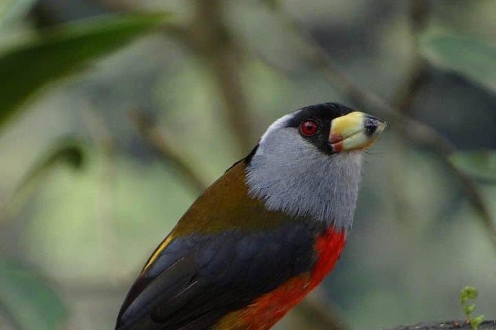 Birdwatching in Los Farallones: Anchicayá Sighting & Sábila Farm Tour photo 1