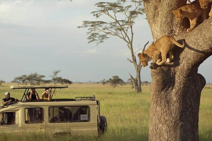 3-Day Serengeti and Ngorongoro Safari — Camping, Big Five & Great Migration