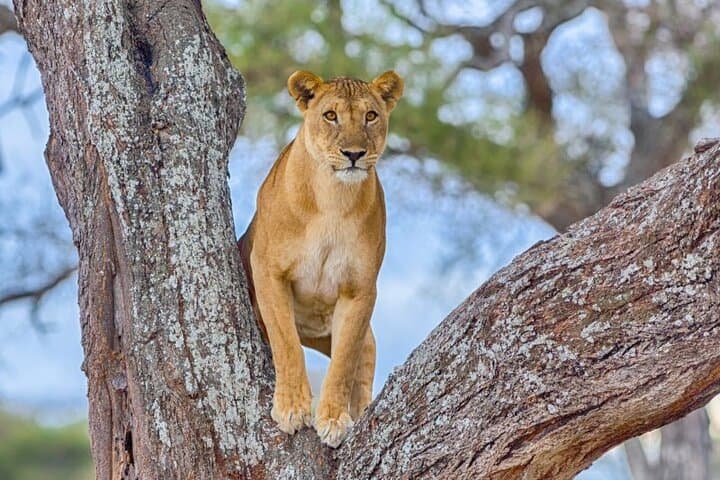 3-Day Serengeti and Ngorongoro Safari — Camping, Big Five & Great Migration photo 2