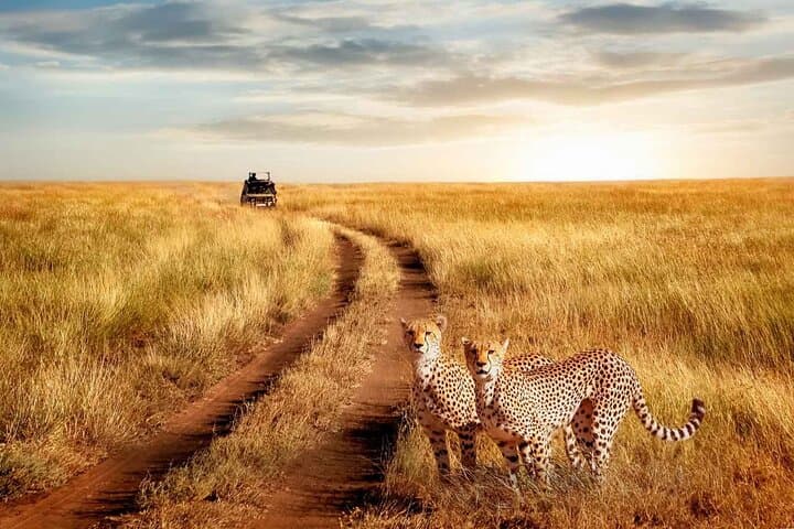 3-Day Serengeti and Ngorongoro Safari — Camping, Big Five & Great Migration photo 3