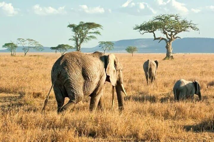 3-Day Serengeti and Ngorongoro Safari — Camping, Big Five & Great Migration photo 4