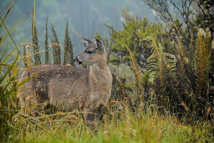 Chingaza National Park Day Hike from Bogotá — Páramo, Bears & Water Sources photo 3