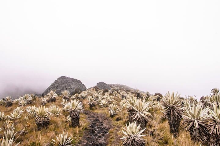 Chingaza National Park Day Hike from Bogotá — Páramo, Bears & Water Sources photo 5