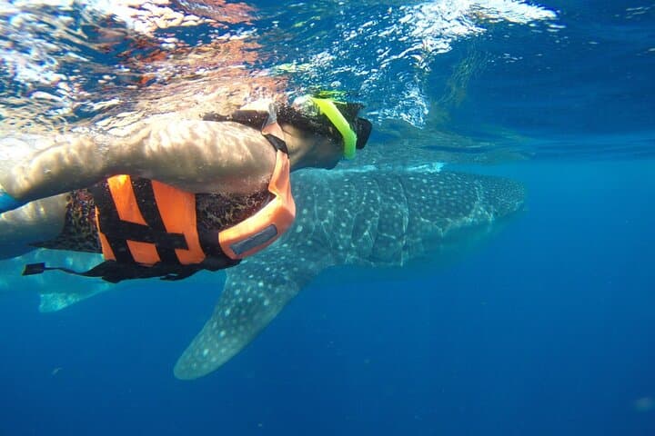 Private Whale Shark Tour from Playa del Carmen — Swim with Whale Sharks near Isla Contoy photo 2