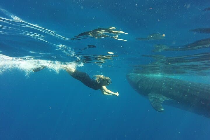 Private Whale Shark Tour from Playa del Carmen — Swim with Whale Sharks near Isla Contoy photo 4