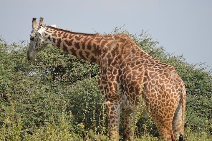 Explore Nairobi National Park: A Half Day Urban Safari Experience photo 6