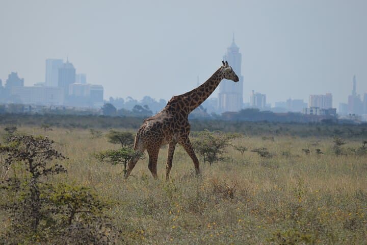 Explore Nairobi National Park: A Half Day Urban Safari Experience