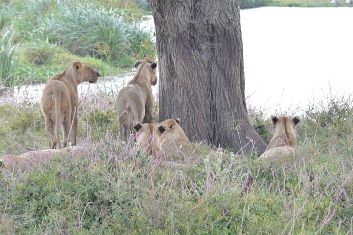 Explore Nairobi National Park: A Half Day Urban Safari Experience photo 3