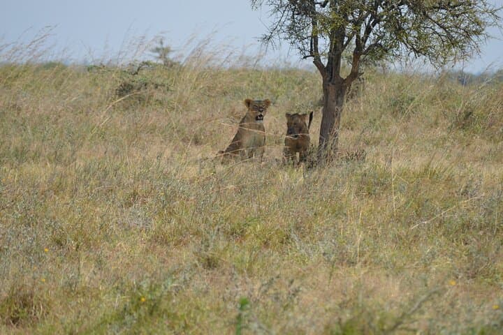 Explore Nairobi National Park: A Half Day Urban Safari Experience photo 2
