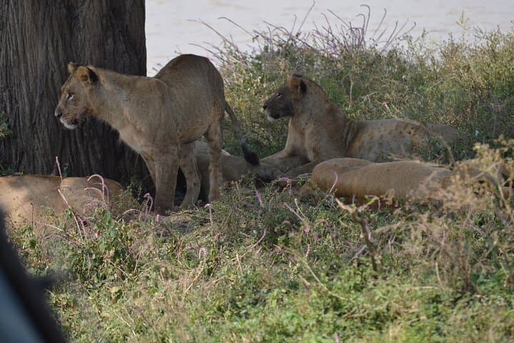 Explore Nairobi National Park: A Half Day Urban Safari Experience photo 4