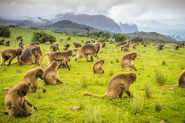 Simien Mountains 2-Day Trek: High-Plateau Hike to Dramatic Escarpments