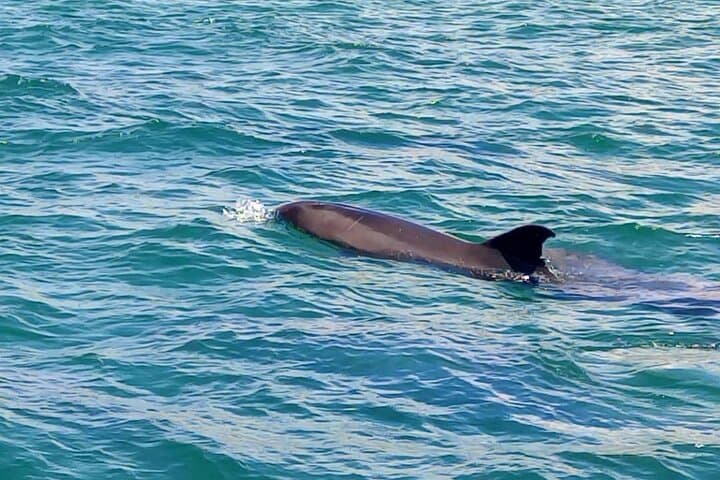 Setúbal Dolphin Watching: Sado Estuary Boat Tour & Wildlife Cruise photo 4